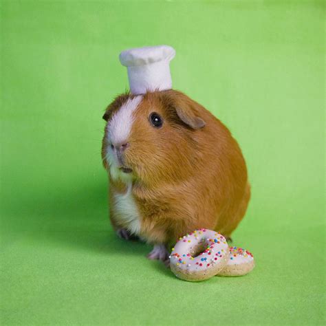 Guinea Pig Dresses Up In The Cutest Costumes Photos