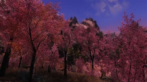 Aspens To Cherry Blossoms At Skyrim Nexus Mods And Community
