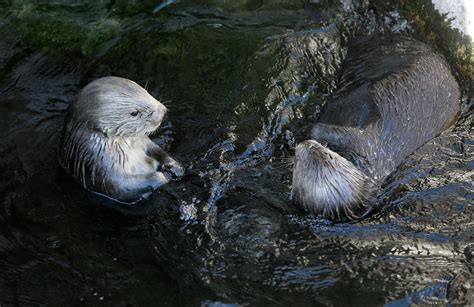 Coastal Tribes In Oregon Hope To Bring Sea Otters Back To Their