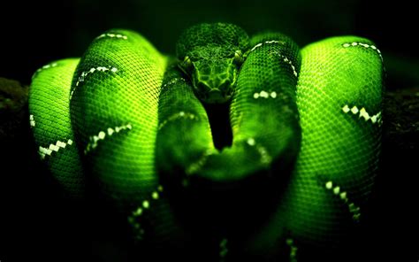 Large Snake Wallpapers Wallpaper Cave
