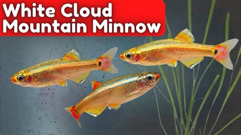 White Cloud Mountain Minnow Care How To Keep These Fish Happy And