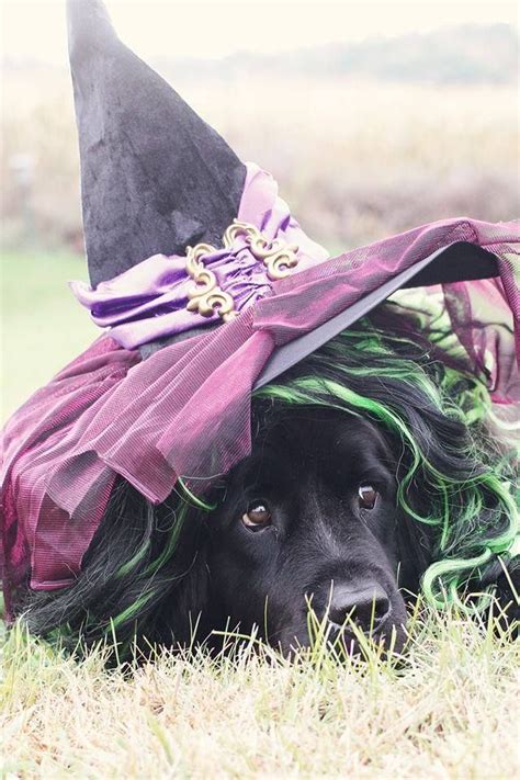 A Black Dog Wearing A Witches Hat Laying In The Grass With Green And