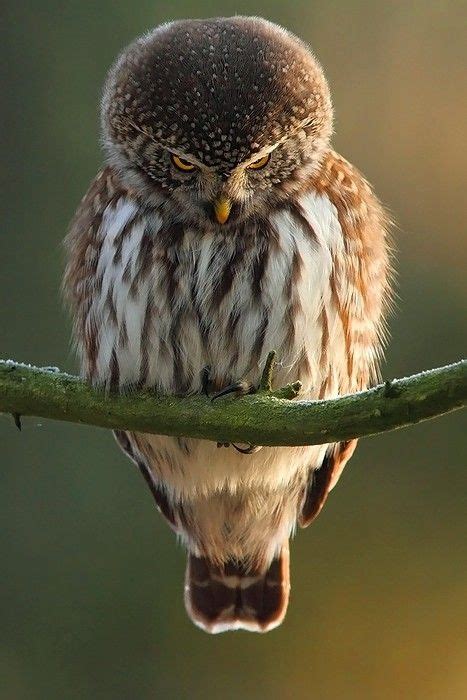 Owl Funny And Cute Bird Funny And Cute Animals