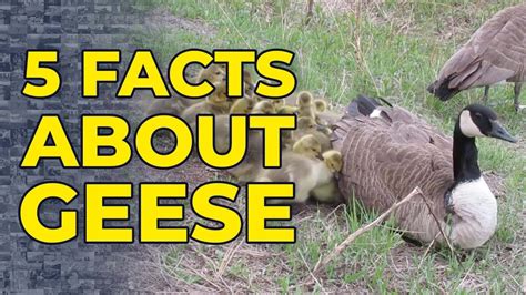 5 Facts About Geese Youtube