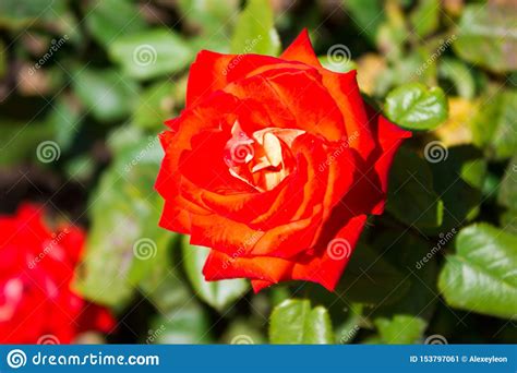 Beautiful Bright Rose Flower Close Up Holiday Gift Stock Image Image