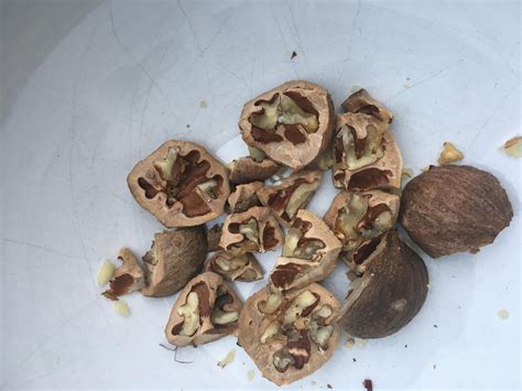 Need Help In Identifying This Nut I Found In My Backyard Tree Ga Usa