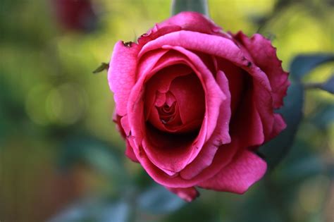 Ingyenes Kép Szép Piros Rózsaszín Rózsa Rózsa Rózsaszín Virág