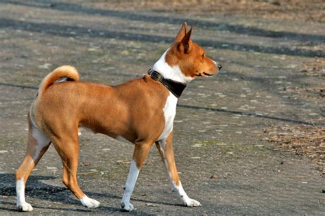 Basenji Dog History Characteristics Health And More Best Guide