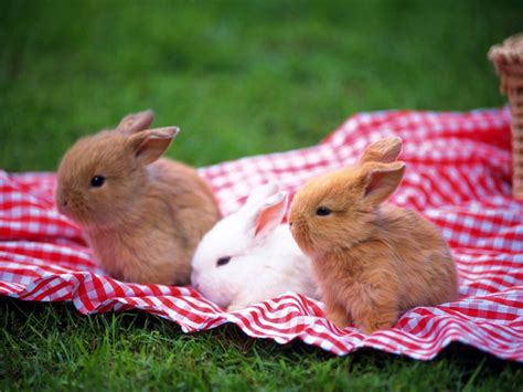 Free Download Bunny Wallpapers Hd Rabbits Wallpapers Cute Bunny Wallpapers X For Your