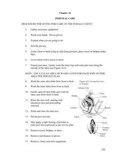 120 Chapter 16 Perineal Care Procedure For Giving Peri