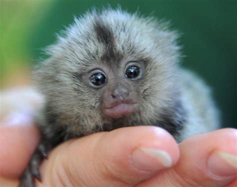 50 Cute Baby Animals That Will Melt Even Stone Cold Heart