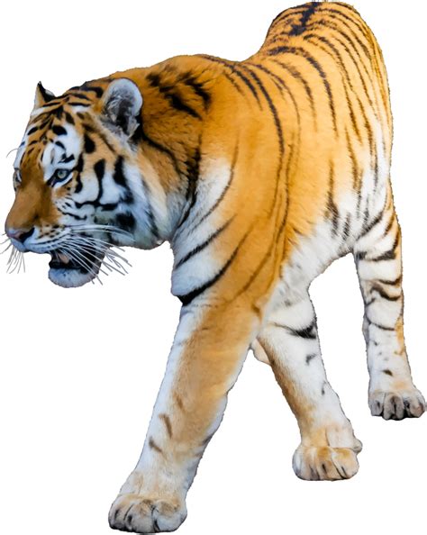 Tiger 3 Detailed Openclipart