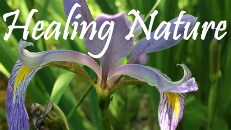 Healing Nature ☮ Youtube