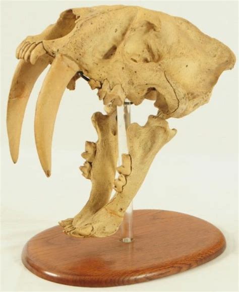 Ggio is a slim, male arrancar with scruffy black hair, a short braided ponytail, golden eyes, and a youthful, feminine face. Saber Tooth Tiger Skull on Stand