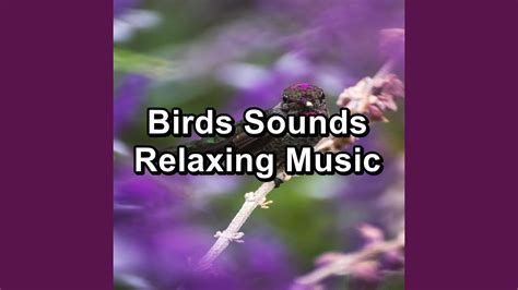 Relaxing Birdsong Youtube