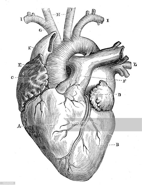 Stock Illustration Human Heart Anatomy 1888 Ilustração De Coração
