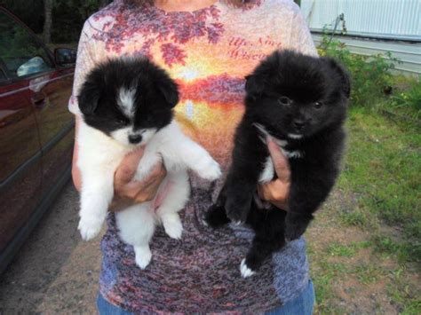 These pom puppies are highly trainable balls of fluff. pomeranian and shih tzu mix puppies for Sale in Trego ...