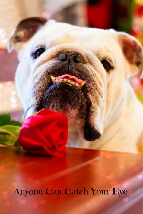 5 X 7 Adorable English Bulldog Valentines Day Card