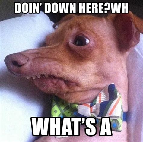What The Dog Doin Meme Discover More Interesting Animal Cat Comedy