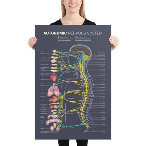 In this article, we will outline the stages involved in the development of the central nervous. Autonomic Nervous System Chart | Etsy in 2020 | Nervous system, Autonomic nervous system ...