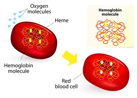 Thalassemia is a heterogeneous group of disorders caused by inherited mutations that decrease the synthesis of either alpha or beta globin chains, leading to anaemia, tissue hypoxia and red cell hemolysis related to the imbalance in globin chain synthesis. World Thalassemia Day: India is in worse condition