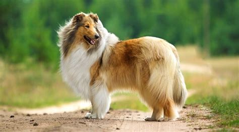 Fluffy Dog Breeds 34 Small Large And Giant Pups With Long Hair