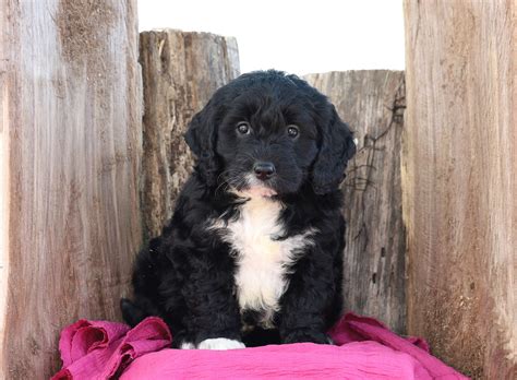 Mini Goldendoodle For Sale Millersburg Oh Female Darla Ac Puppies Llc