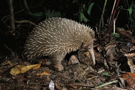 Absurd Creature Of The Week Forget The Platypus The Echidna Is The