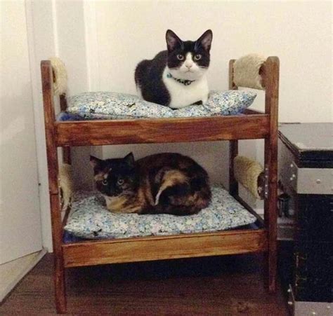 Kitty Bunk Bed Cats Cat Memes Cat Furniture