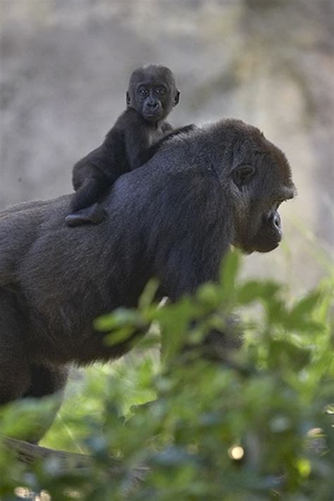 Pictures Of Animals Carrying Their Baby