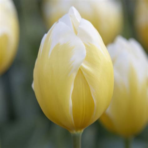 Sweetheart Tulip Bulbs Fosteriana Tulips Buy Online Boston Bulbs