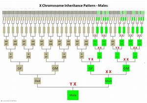 For Males X Chromosome Inheritance Pattern From Http Genie1 Com Au