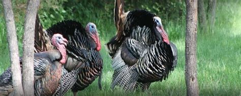 How To Hunt Turkey In The Fall 【7 Proven Tips For Beginners】