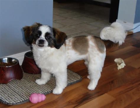 Papillon X Shih Tzu