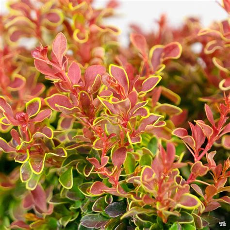 Barberry Admiration — Green Acres Nursery And Supply