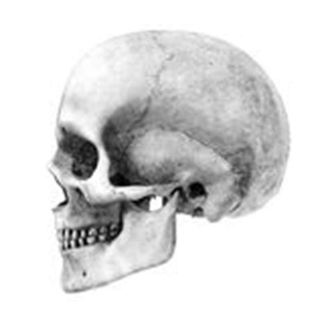 Screaming human skull, side view. Human Skull - Three-Quarter-View - Pencil Drawing Style ...