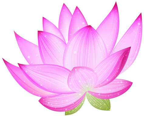 Lotus Flower Png Transparent Image Download Size 2000x1623px