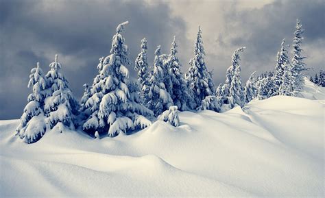 Pine Trees On Snowy Mountain Ridge Winter Landscape Wall Mural