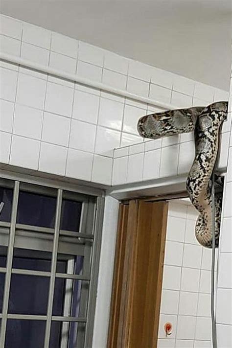 You Ve Heard Of Snakes On Planes But Have You Heard Of Snakes In Toilets Honest News