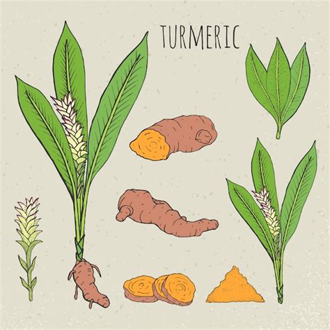 Premium Vector Turmeric Medical Botanical Isolated Illustration