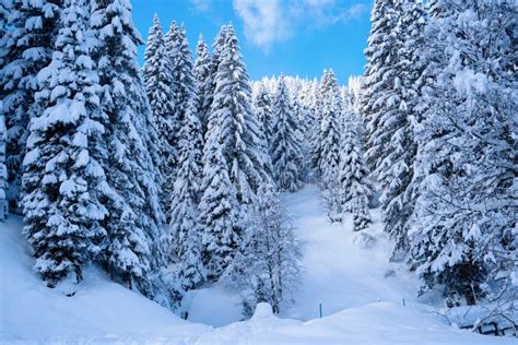 Fir Trees Strewn With Snow Highlands Landscapes In Winter Stock Image