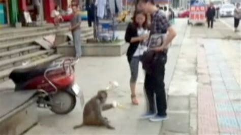 Brazen Monkey Steals Food From People On Street