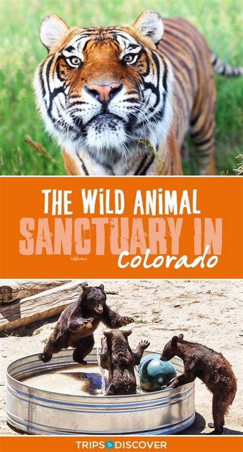The Wild Animal Sanctuary In Colorado That Everyone Should Visit Wild