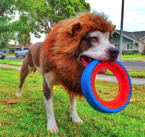 The 70 Greatest Pit Bull Halloween Costumes Ever Page 22 Of 23 The