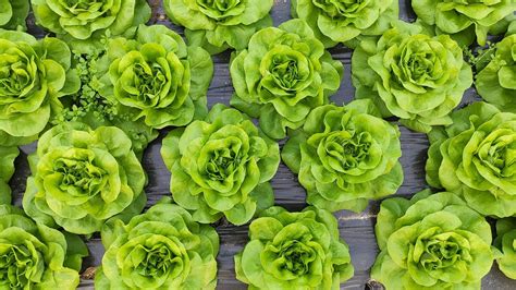 When To Plant Lettuce To Enjoy Crops Through The Year