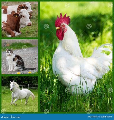 Farm Animals Collage Royalty Free Stock Photography Image 34455857