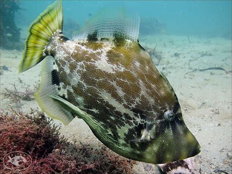 Fan Bellied Leather Jacket Monacanthus Chinensis Fish Pet Marine