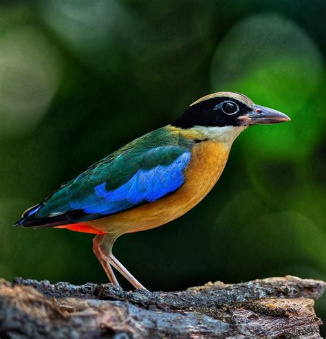 Located in shah alam, malaysia's first agriculture park was opened to the public since 1986. Blue-winged Pitta @ Shah Alam Botanic Garden, Selangor ...