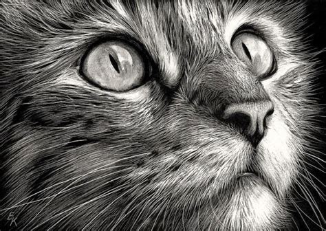 Beautiful Realistic Cat Drawings To Inspire You