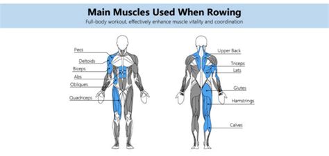 15 Benefits Of Rowing Machine And How To Reap Results Faster Topiom